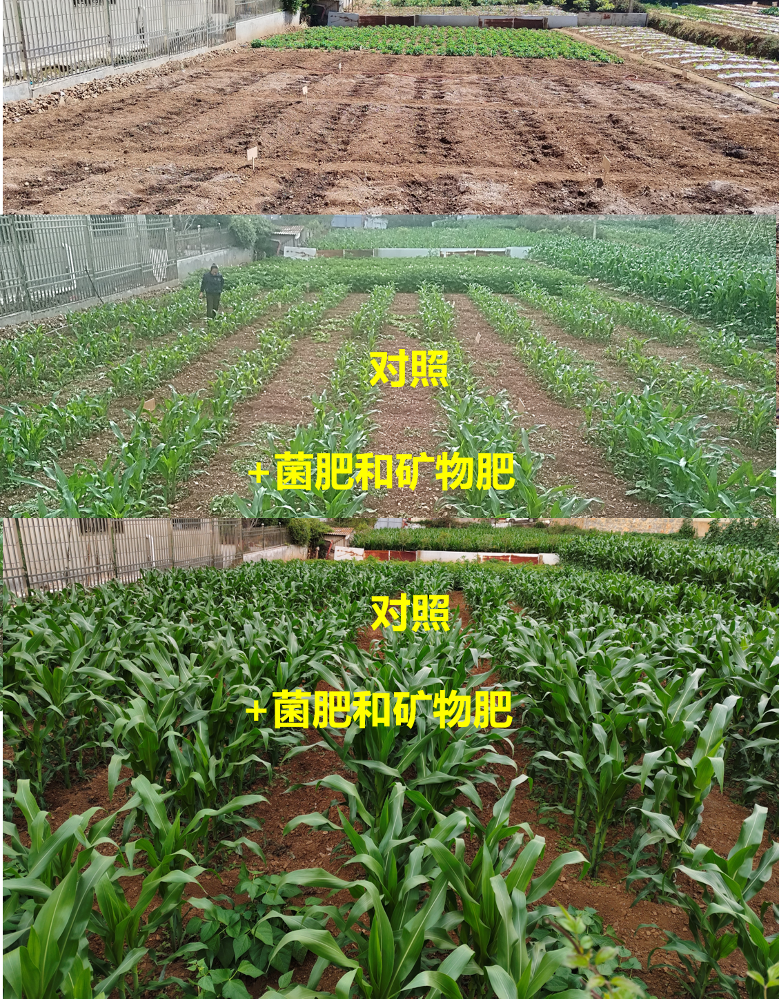 覆土与作物种植条件下的尾矿生态修复试验