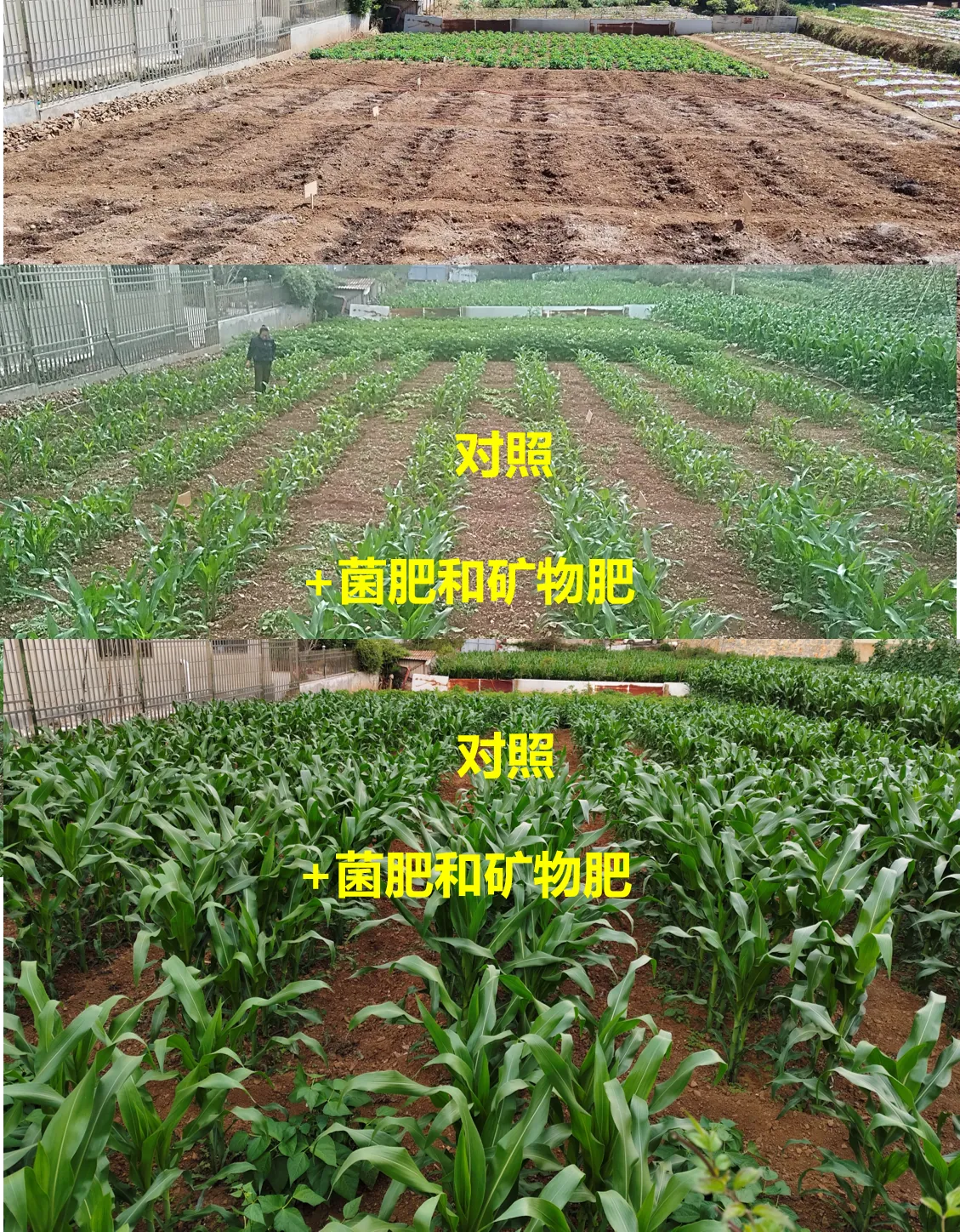 覆土与作物种植条件下的尾矿生态修复试验