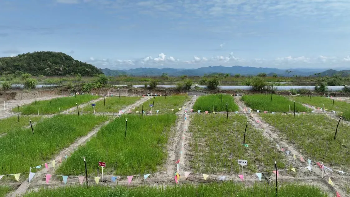 尾矿生态重建样地与作物修复试验