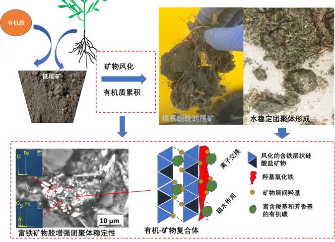 退化土壤结构与生态功能重建
