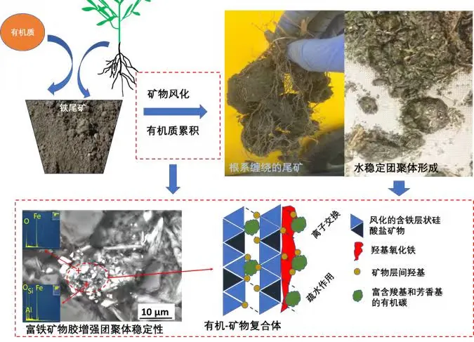 退化土壤结构与生态功能重建