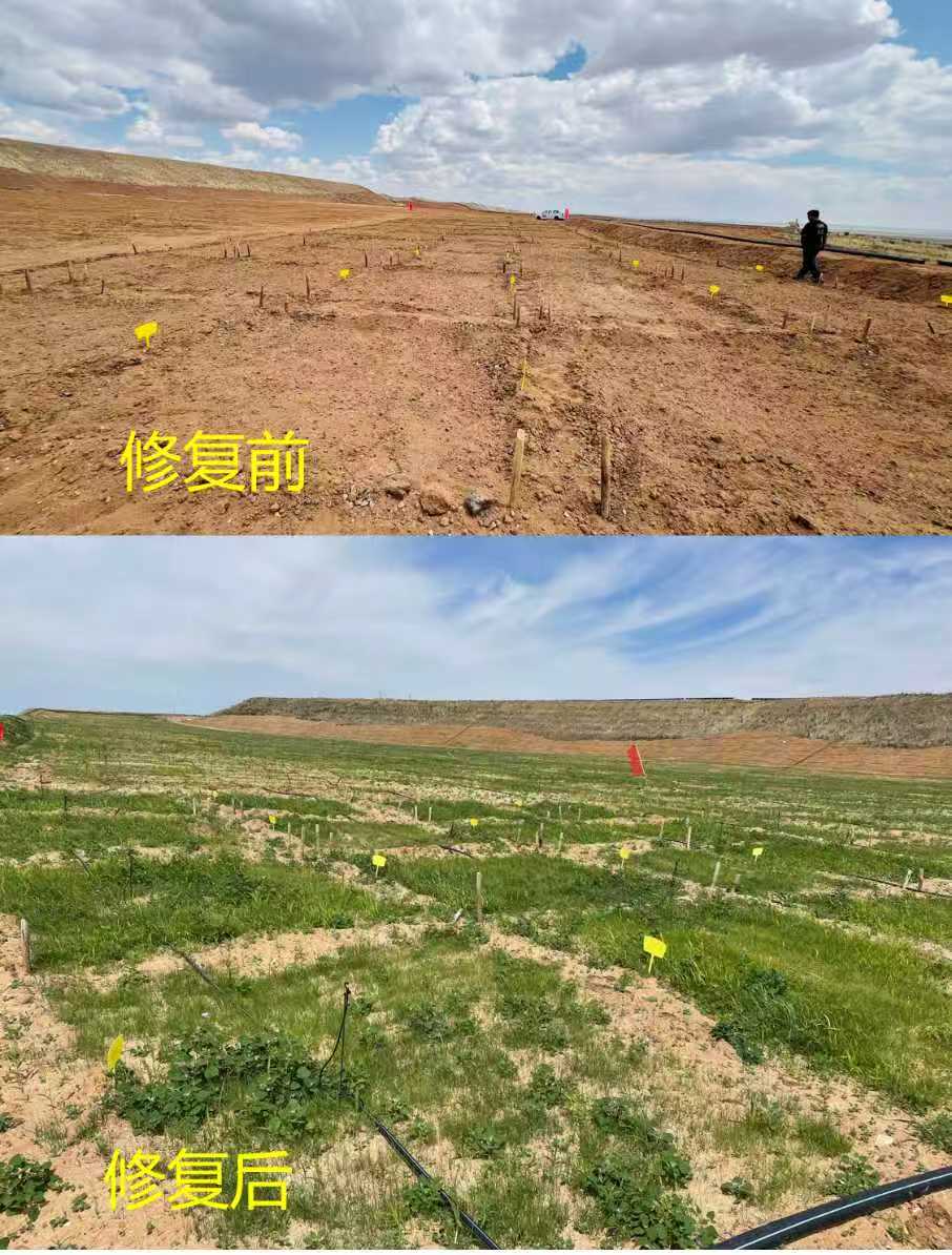 尾矿生态修复前后地表覆盖与植被恢复对比