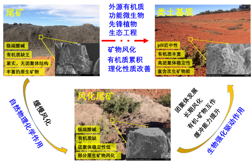 尾矿成土与生态重建机制